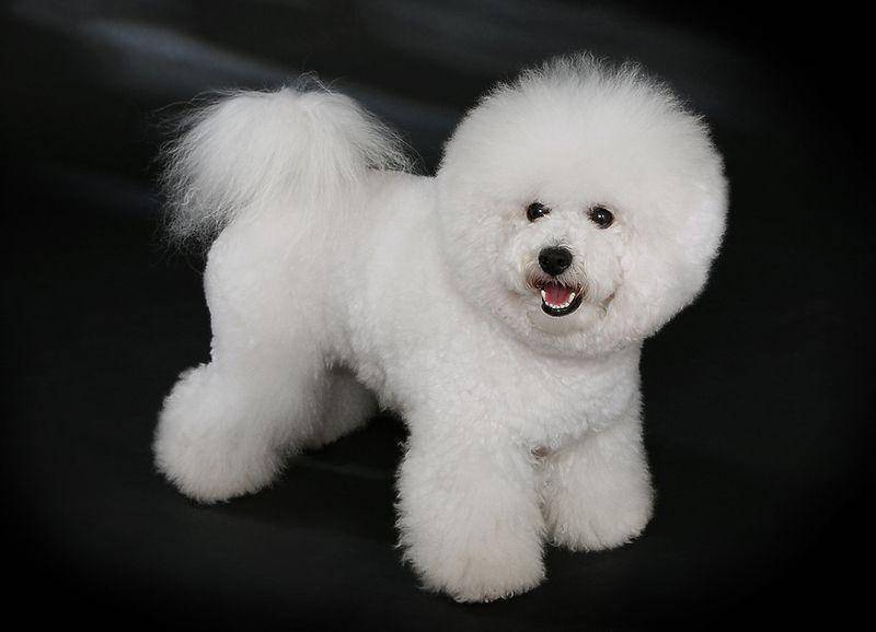 Does the Bichon Frise shed a lot of hair?