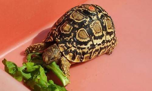 How often to feed pet turtles
