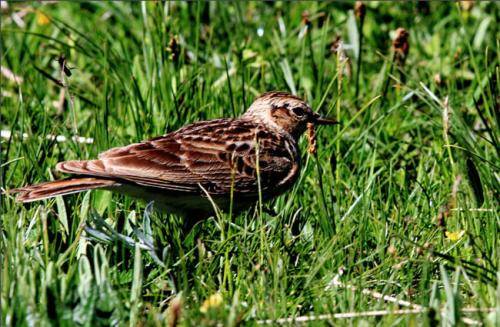 Lark breeding