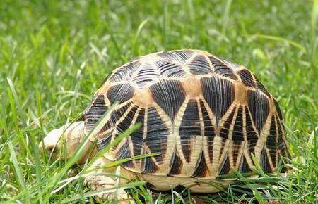 The best tortoise ranking