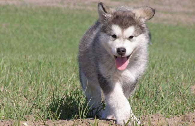 What dog food is good for Alaskan dogs