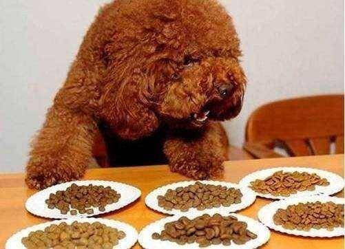 What Teddy Dogs Eat