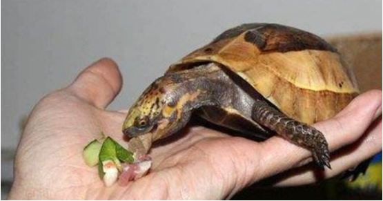 Turtles don't eat.
