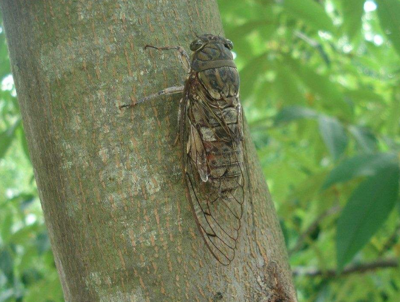 What do cicadas eat