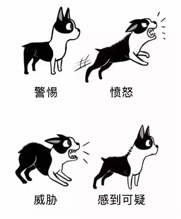 Do you understand the body language of dogs?