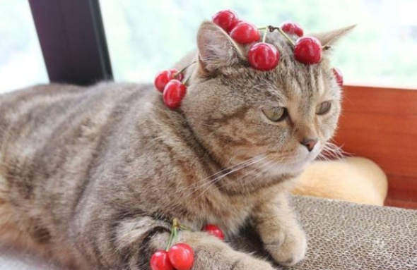 Can cats eat fruit?