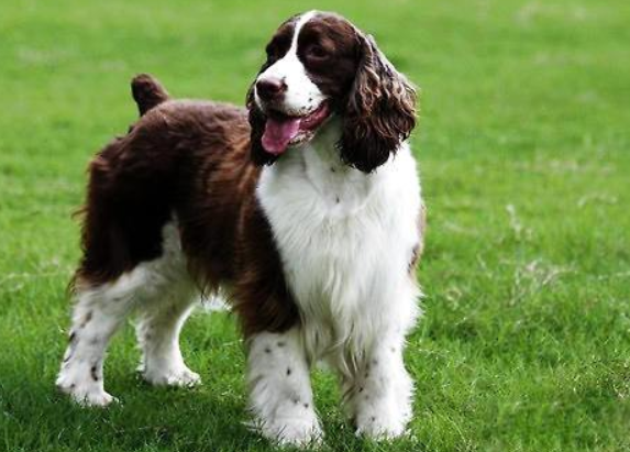 What's the best food for a Springer spaniel