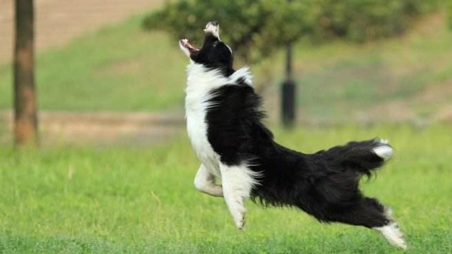 How many times a year does the border collie change its coat
