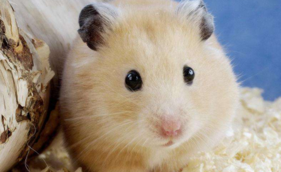 How do hamsters tell pregnancy