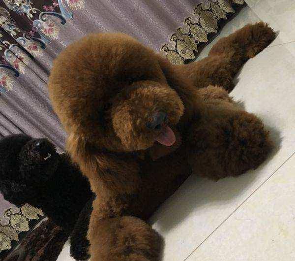 What's the best color for a giant poodle