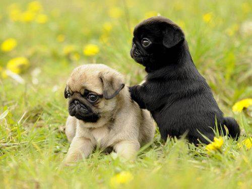 What do pugs like to eat?