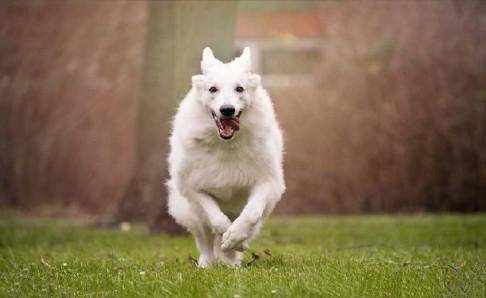 Can dogs eat potatoes?