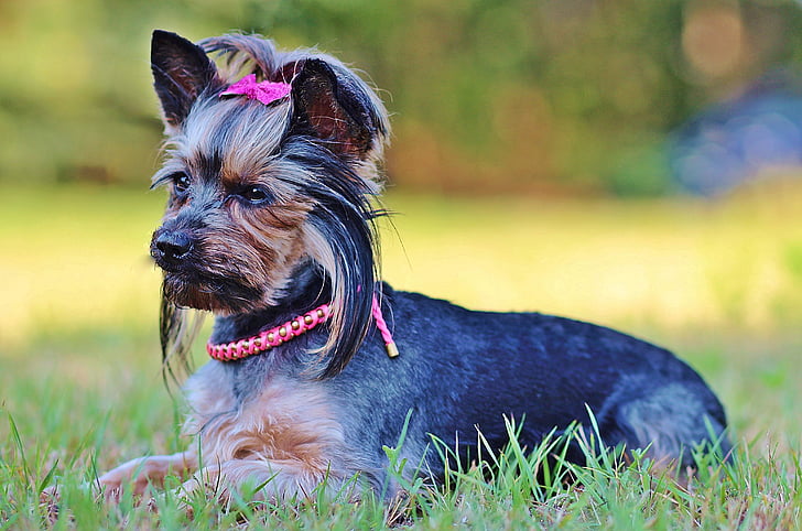 beauty-yorkie-dog-lie.jpg