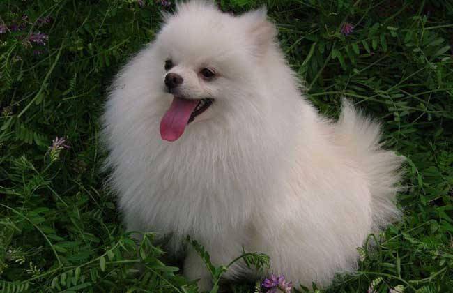 Does a Pomeranian shed its coat