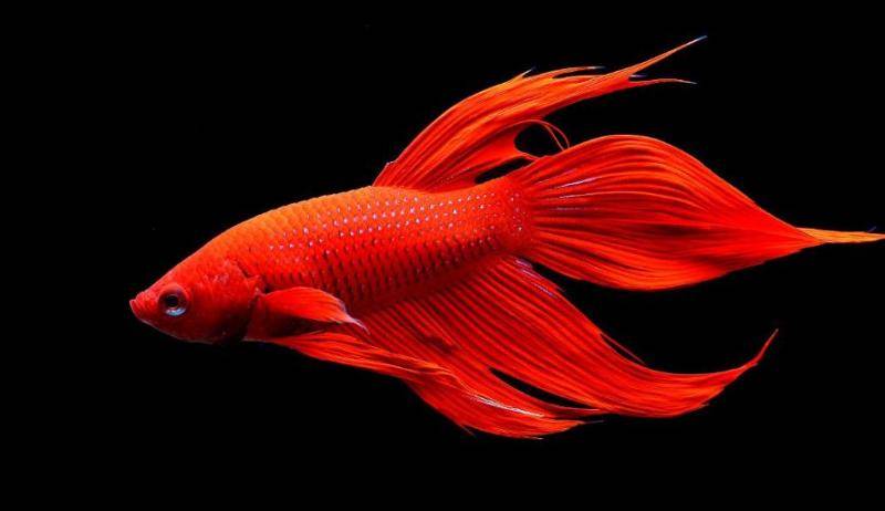 What kind of ornamental fish is good-looking and easy to raise