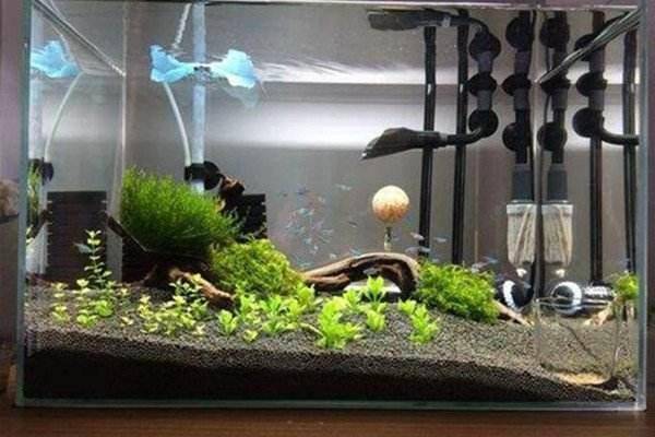 How to clean the bottom sand of fish tank