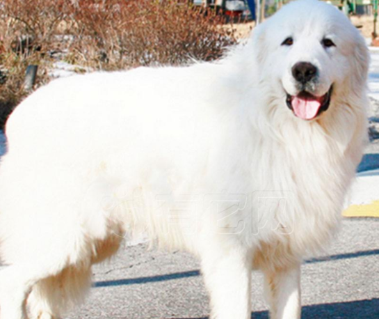 Great Pyrenees puppies how to see pure or impure