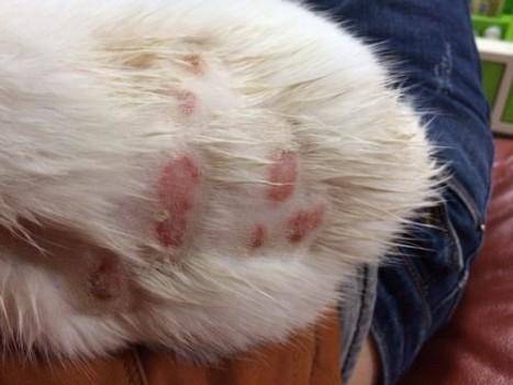 What symptom does cat tinea infect a person