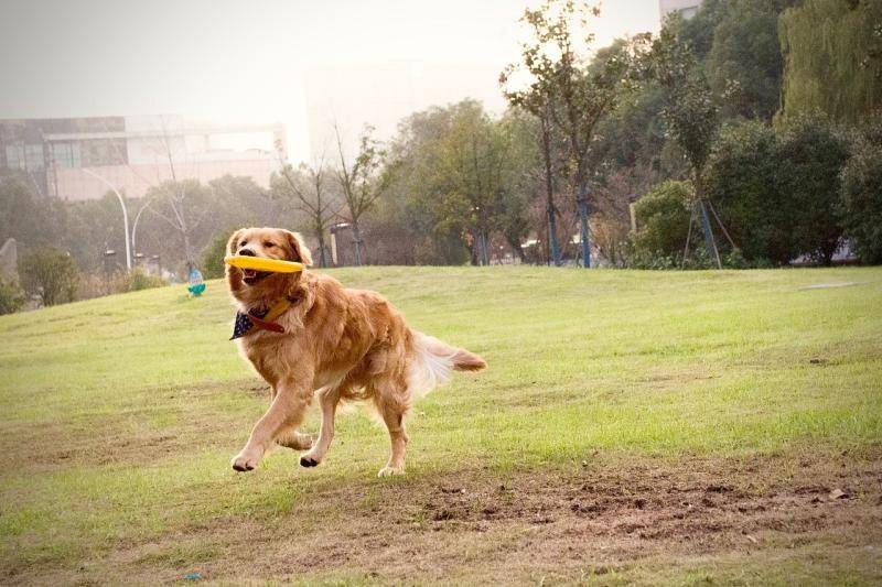 What vegetables are good for dogs