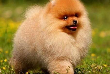Pomeranian teeth replacement period is a few months