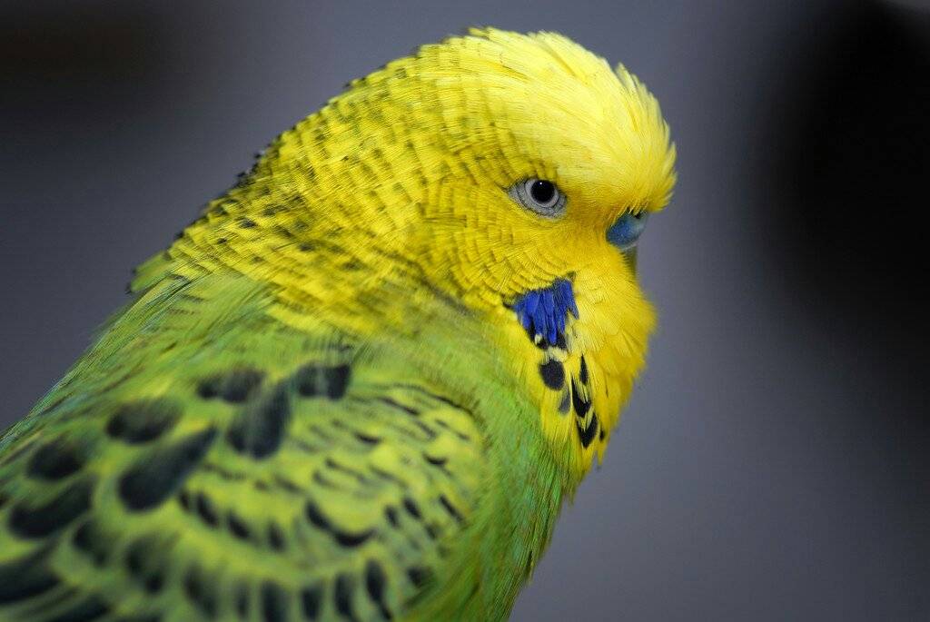 How to keep budgerigars