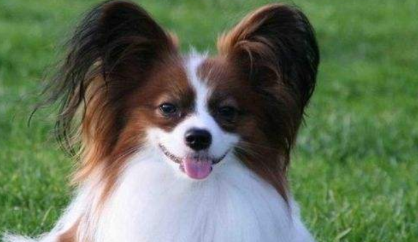 What dog food does Papillon eat
