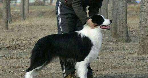 There are several breeds of border collie