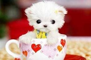 What food does the teacup dog eat