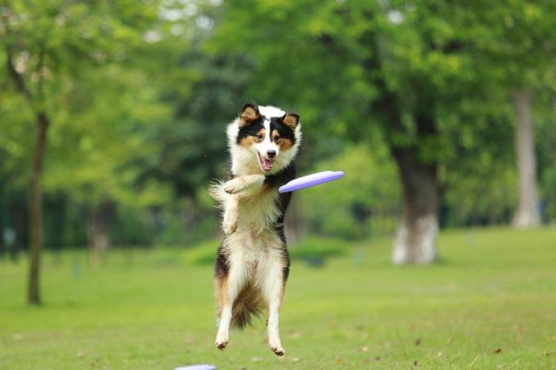 Can dogs drink soy milk?