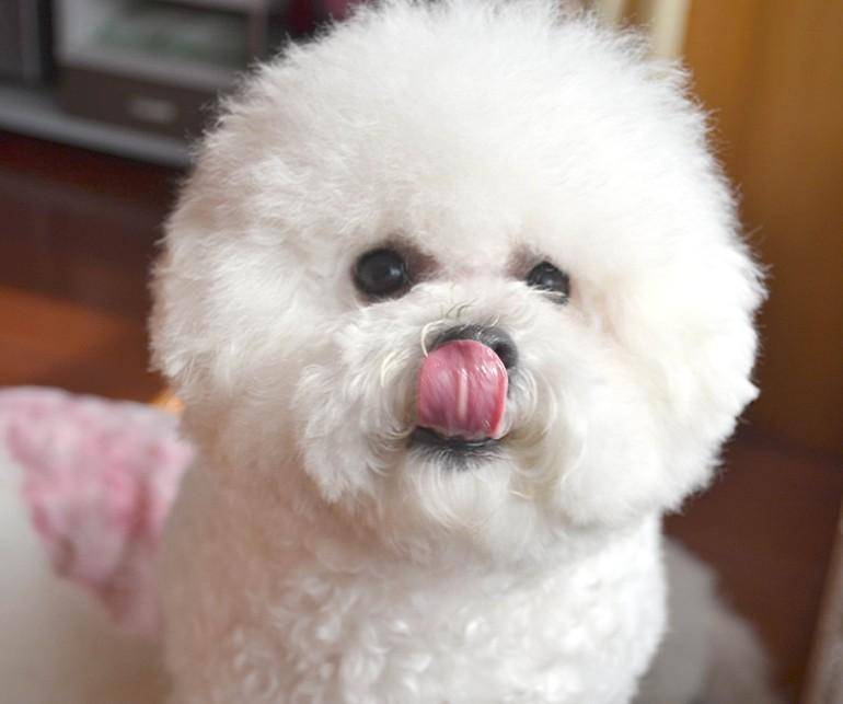 What food is good for Bichon Frise