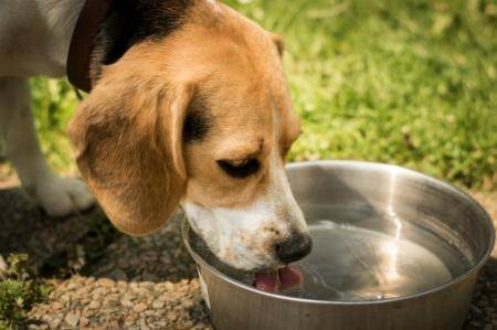 What if dogs don't like drinking water
