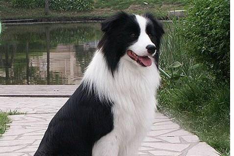 How to see the quality of the border collie