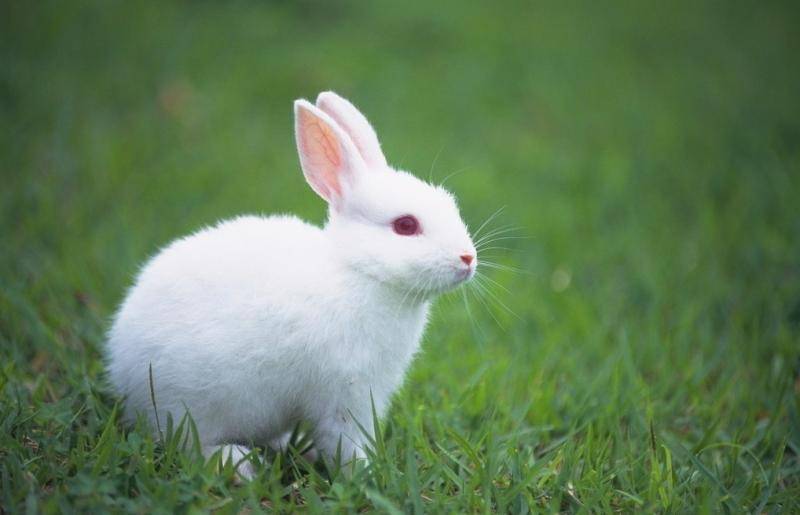 How to raise a rabbit? It will be familiar with you
