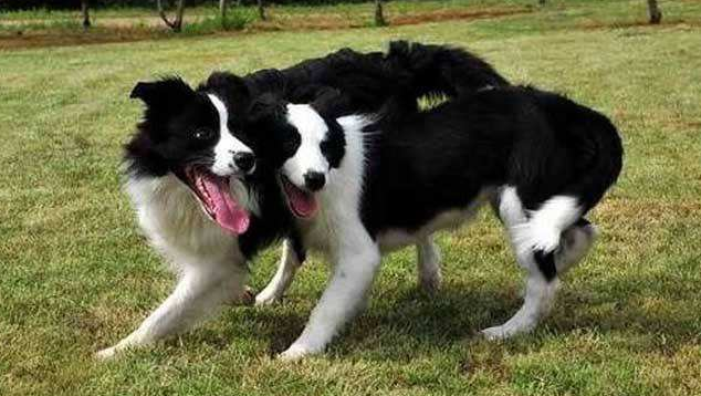 Border collie why fewer people have