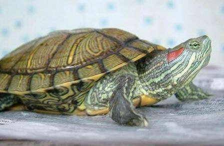 Can a Brazilian red-eared turtle recognize a person
