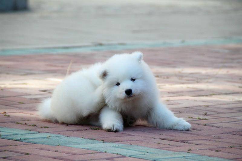 Samoyed does not eat dog food