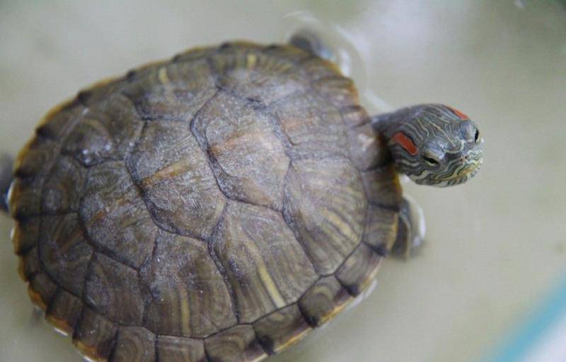 What do Brazilian red-eared turtles eat