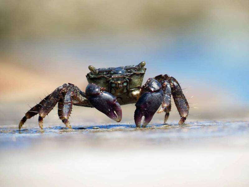 How to raise sea crabs