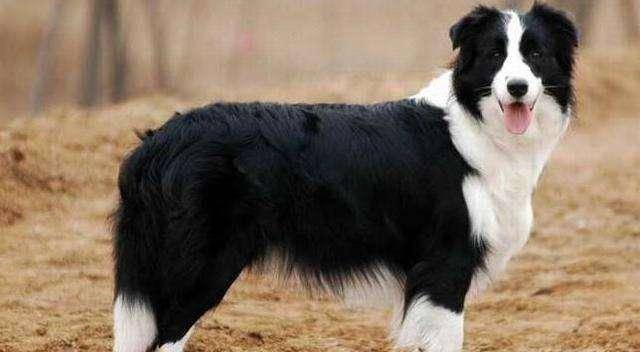 Border collie can be a police dog