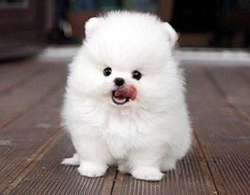 Is the white Pomeranian smaller and more expensive