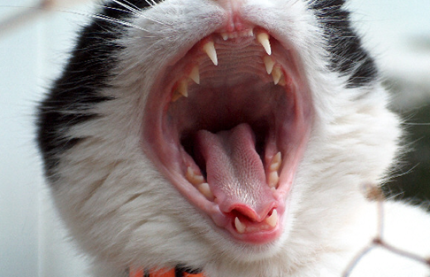 How does cat oral cavity ulcer do