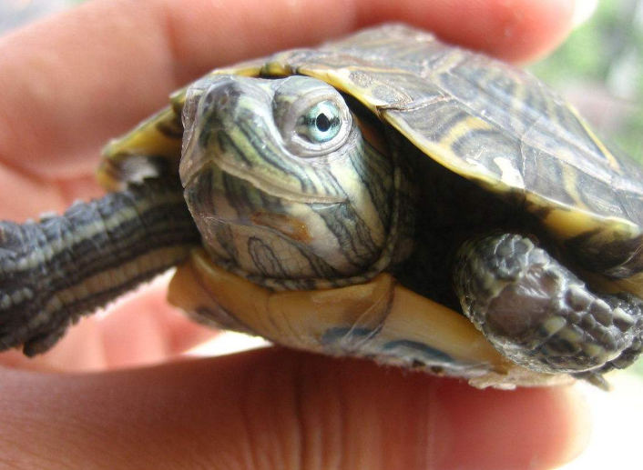 The tortoise has white flocs