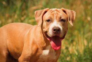 What is the best dog food for Pitbulls