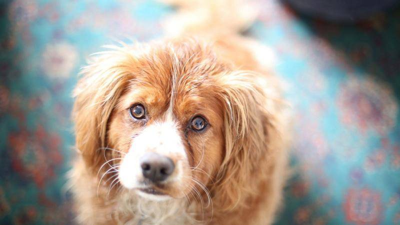 Can dogs eat tomatoes?