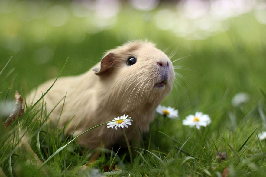 How to raise guinea pigs