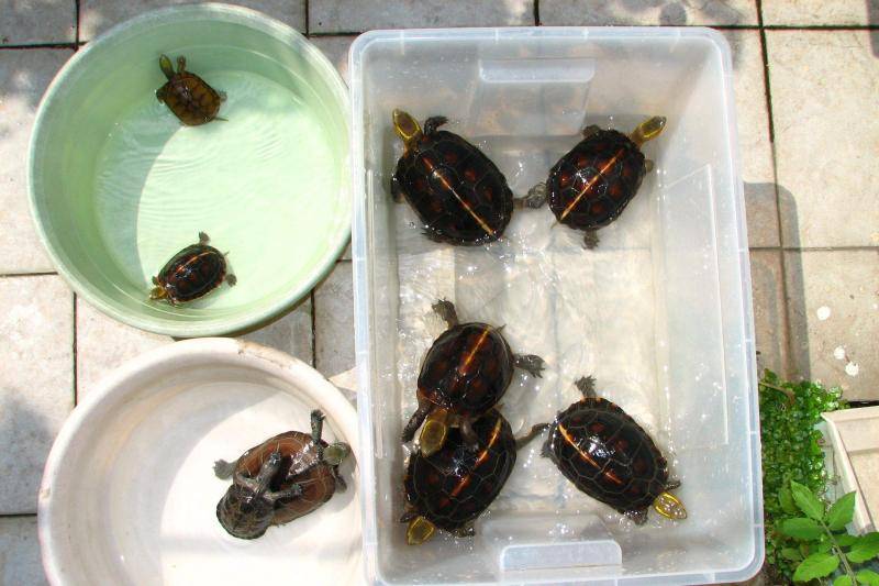 Feeding method of tortoise