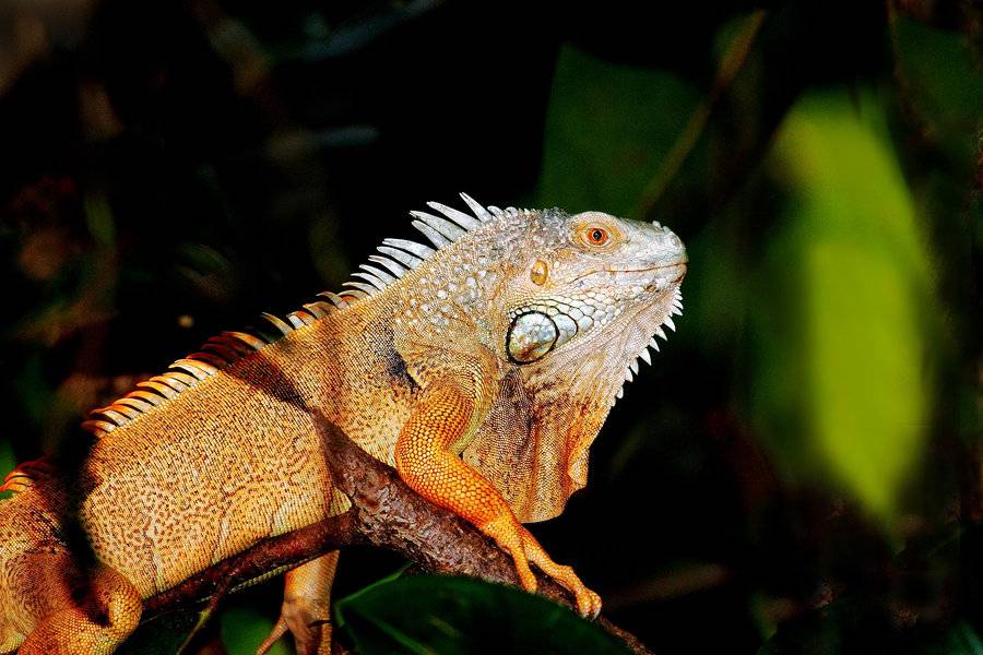 What do green iguanas eat