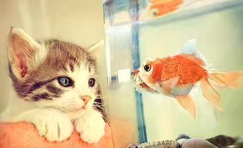 Why do cats love fish