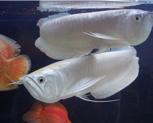 What does the silver arowana eat