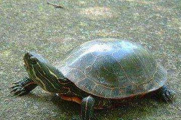 Feeding method of tortoise